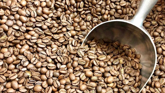 コーヒーの欠点豆とは?スペシャルティコーヒーとの関係性