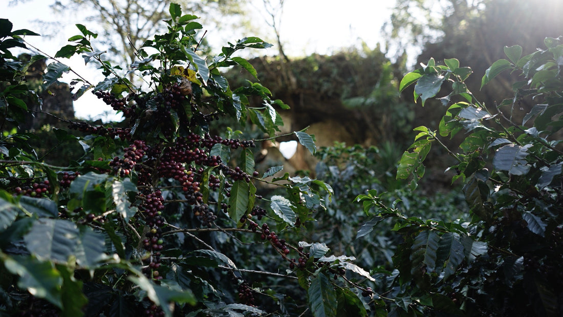 MOVIE × COFFEE〜コーヒーの映画を観ながら生産国へ想いを馳せて〜