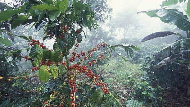『コーヒーノキを知る』その①〜木の生体と生産国から分かる、育成に適した環境〜