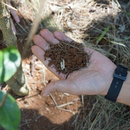 【ルワンダ コーヒーチャレンジ】ローストコンペティション ウィナーセット